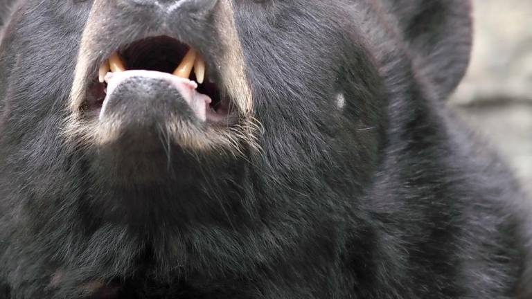 Black bear attacks are “extremely rare” in New Jersey, according to the state’s Fish &amp; Wildlife Division.