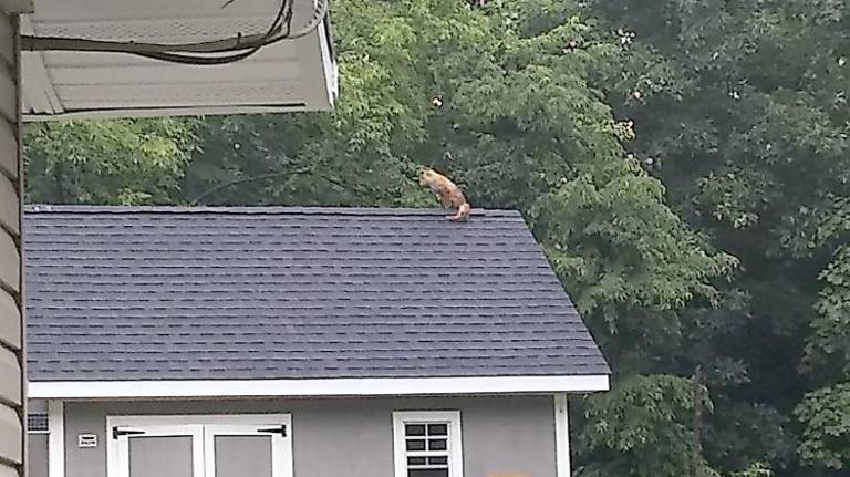 Foxy in Sparta Foxy in Sparta