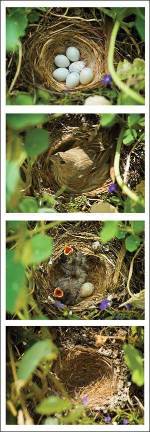 Empty nest