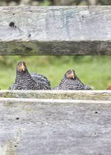 The author's Rhode Island Reds and Barred Rocks