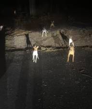 <b>Over a dozen dogs were abandoned in multiple Sussex County locations March 16. Photos: NJ State Police Facebook</b>