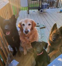 LeeLoo with Kate McArdle’s other dogs.