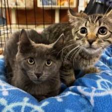 Meet Holden and Hayden