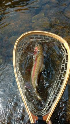 A beautiful wild rainbow trout caught in northwest NJ. This is a rarity in New Jersey. There is only a handful of rivers in NJ that have rainbow trout successfully reproducing. And all rivers that do are only in northwest New Jersey. Photos by Robert Shephard except where otherwise indicated