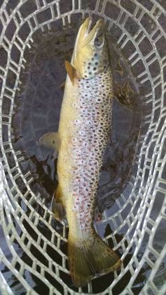 Another wild brown trout caught in northwest NJ at a designated wild trout stream.
