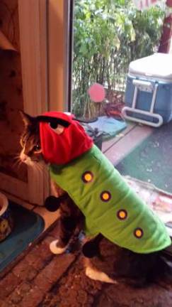 Submitted by Heather Torkildsen of Newton "Mookie dressed as the hungry catapiller."