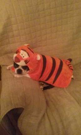 Submitted by Kevin Pdgett of Fredon "Allie's getting ready to hop, hop, hop...just like Tigger!"