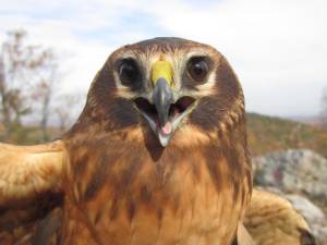 A Northern Harrier. (Photo provided)