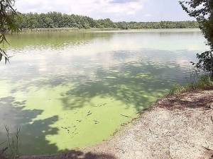 A harmful algal bloom on Pemberton Lake in Burlington County. (Photo courtesy of New Jersey Department of Environmental Protection)