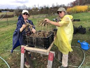 Sunset View Farm hosts ‘The Big Dig’