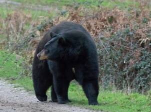 114 bears killed in state hunt