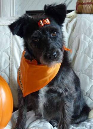 Submitted by Linda Feeney of Newton "Maggie. All groomed and ready for trick-or-treaters!"