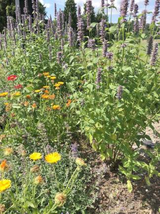 Plantings for pollinators at SCCC (Photo provided)