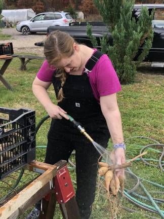 Michelle Beatty of Fredon washing dahlia tubers.