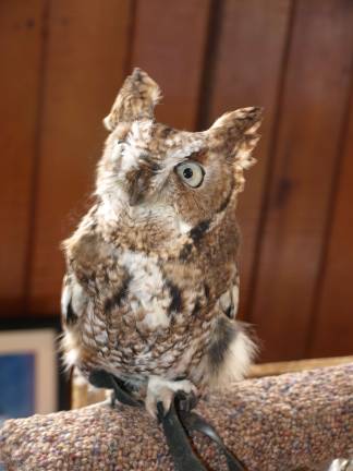 John Church A screech owl from the Avian Wildlife Center in Wantage watched over the market.