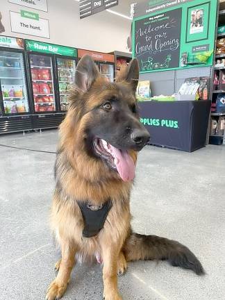 A prospective customer tours the store, looking for treats.