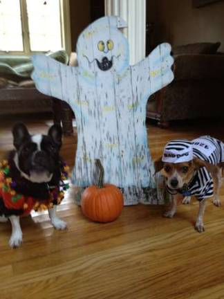 Submitted by Nicole Rizzolo of Andover "LuLu and Augie O'Neill. Why does she make us wear these costumes?"