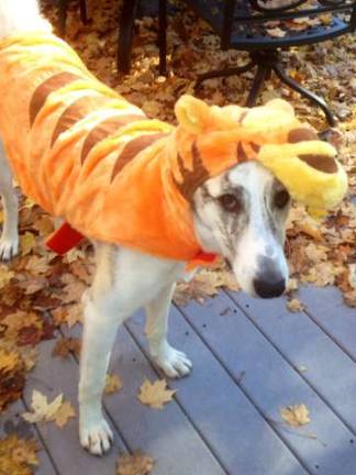 Submitted by Michelle Mania of Newton "Tigger as Tigger. Tigger is a dog that was rescued by a solider in Afghanistan, she has come to live with a family here in NJ. This is her first Halloween here in the states and what better costume then Tigger! Happy Halloween!"