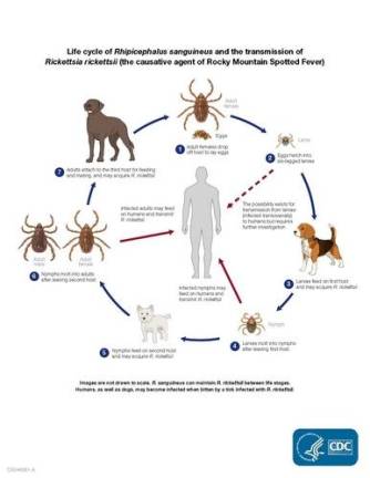 Tick-borne disease: More than just physical ailments