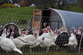The turkey flock at Flatbrook Farm, a month from Thanksgiving (Photo by Becca Tucker)