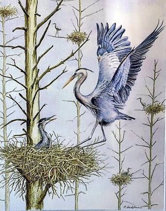 Great blue heron print, Roz Hodgkins