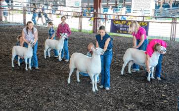 <b>The Cheviot sheep competition Saturday, Aug. 2 at the New Jersey State Fair-Sussex County Farm &amp; Horse Show. (Photo by Nancy Madacsi)</b>