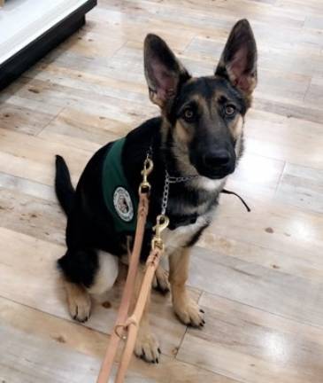 Sussex increases reward for return of missing Seeing Eye dog Searchers have been scourting the county since 14-month Ondrea went missing on June 24