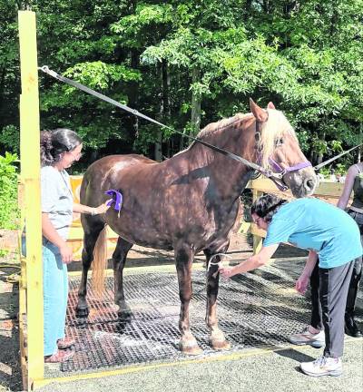 Volunteers bathe a horse.