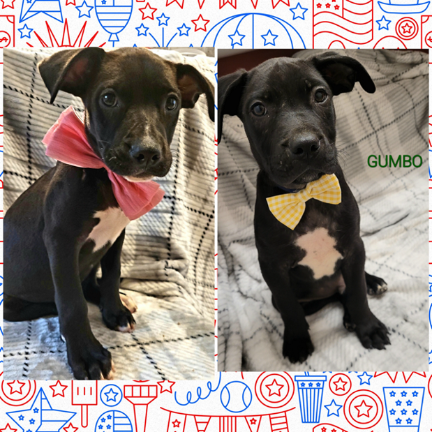 Meet Gumbo and Peaches