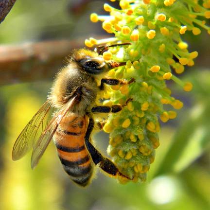 http://www.honeybeehaven.org/resource/bees-101/