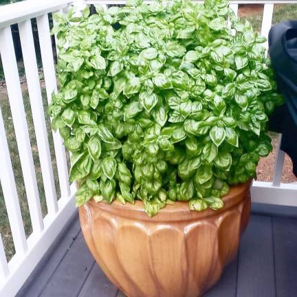 Summertime basil redux