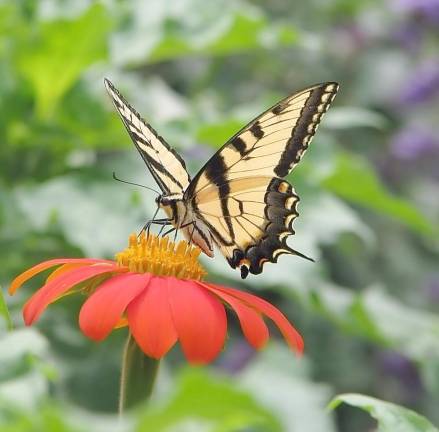 Beautiful butterfly