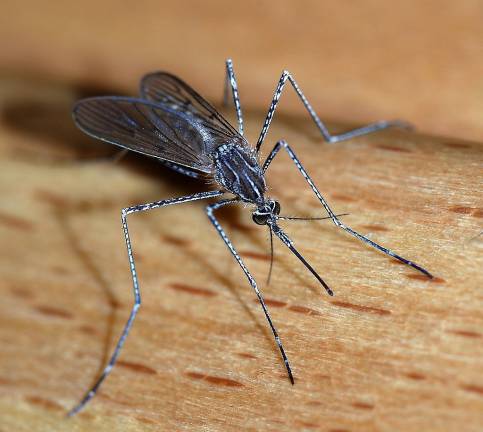 The Sussex County Office of Mosquito Control advises that the week surrounding July 4 is National Mosquito Control Awareness Week.