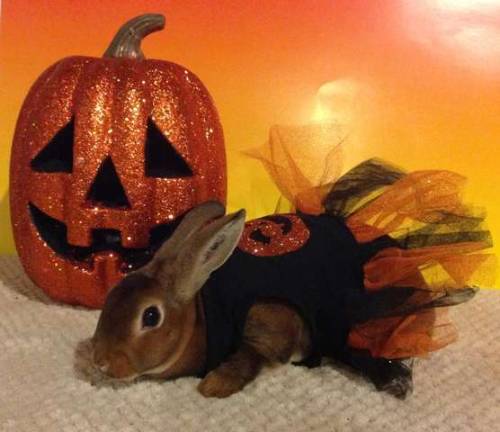 Submitted by Emily Kooger of Newton "My Mini Rex Castor Blossom. Blossom is a ballerina for Halloween. She is the sweetest bunny ever, and she actually likes to dress up."