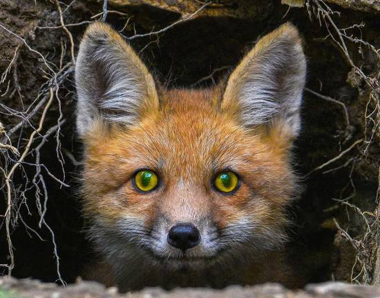 Red Fox photographed by Leesa Beckmann. (Courtesy of Sparta Camera Club).