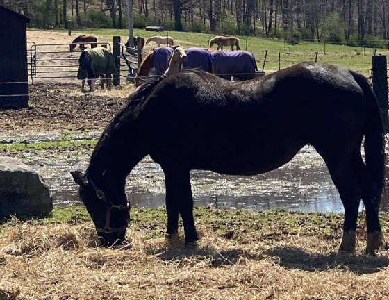 Horses are given a second chance and a place to roam and be at peace at Rivers Edge