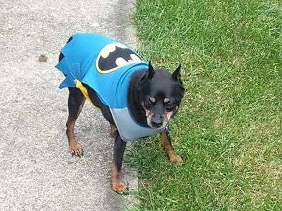 Submitted by John Feeney of Newton "This is my 14 year old Min Pin named Batman. This costume is very appropriate for his name and he loves to wear it."