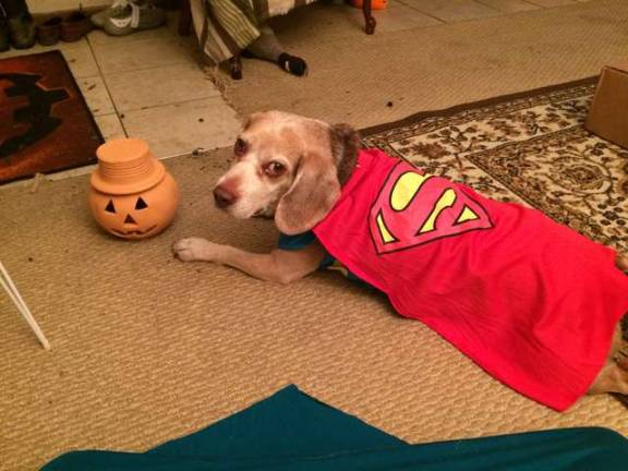 Submitted by Russ Jones of Newton "Super Danny! Our beagle rescue 'flying' in his superbeagle cape."