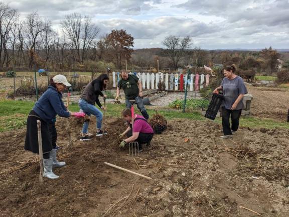 Ana Rojo from the Dominican Republic , Esther Rojo from Sparta, Dan and Michelle Beatty of Fredon, Melissa Kerbel of Sparta digging up dahlia tubers.