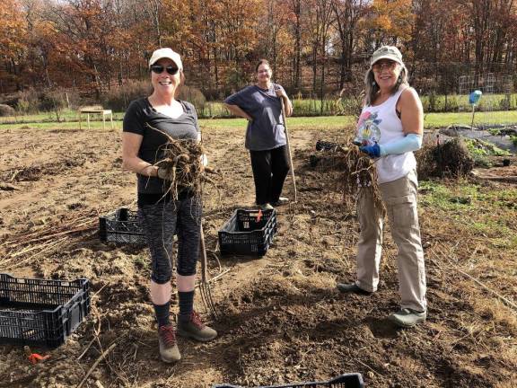 Cece Puglio and Melissa Kerbel both of Sparta. Maura Tier of Brick Twp. digging up dahlia tubers.