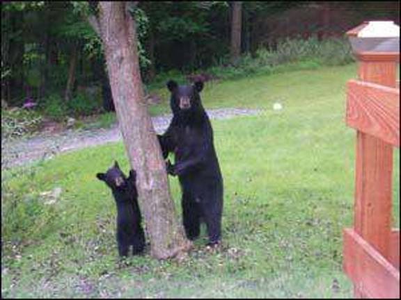 “Z Dance Troupe” wins honors at VIP Dance Regional Competition