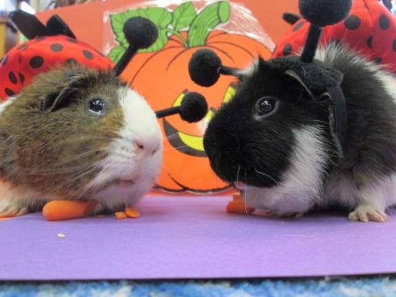 Submitted by Bonnie Sue Bastin of Newton "Classroom Guinea Pigs. Snickers and Oreo munching on their favorite treats!"