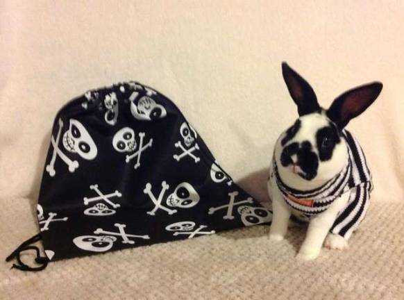Submitted by Hailey Kooger of Newton "My Mini Rex Buzz getting ready to go out with me to a Halloween party."