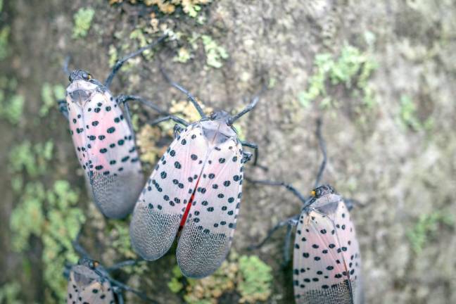 Close-up of spotted lanternfly on tree of heaven, Berks County, Pennsylvania