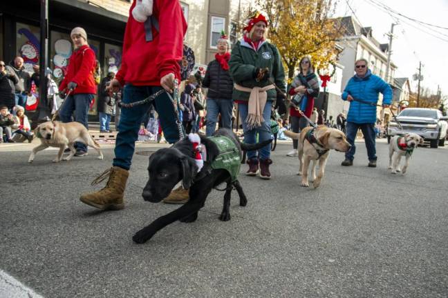 Dogs from the Seeing Eye and their caretakers make their way along the parade route.