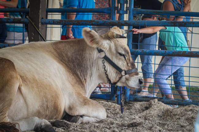 Hold your horses: There are hundreds of animals to see at the fair