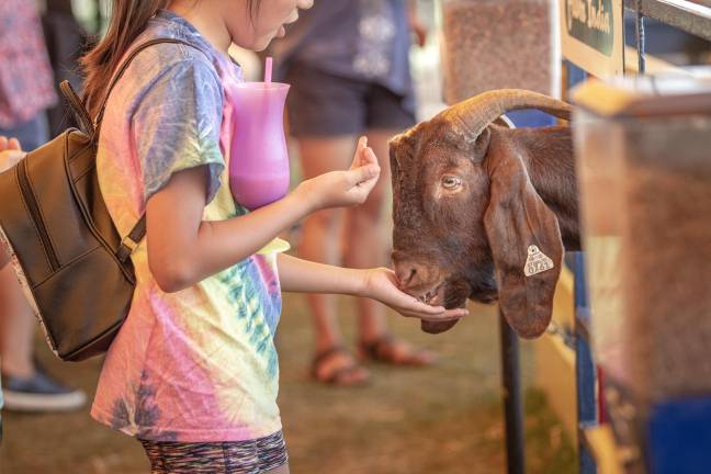 <b>The petting zoo is open daily at the fair. Animal lovers can also explore six barns of animals in the agriculture area.</b>