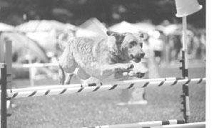 Who will be Best in Show' in Branchville?