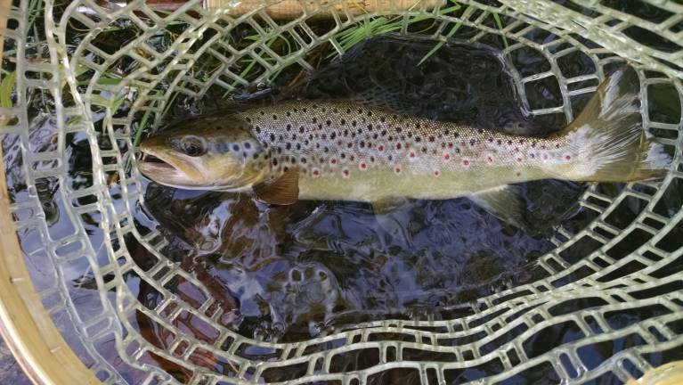 A wild brown trout caught at a designated wild trout stream in northwest NJ