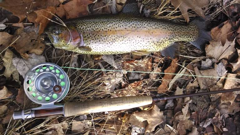 Stocked rainbow trout caught at the Big Flatbrook river